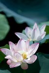DSCF1070