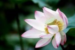 DSCF1117