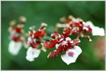 DSCF1068a