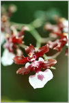 DSCF1069a