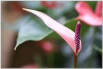 DSCF1077a