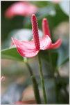 DSCF1078a