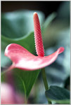 DSCF1081a