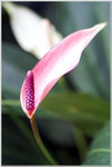DSCF1082a