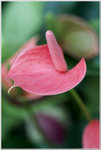 DSCF1086a