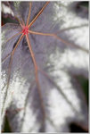 DSCF1094a