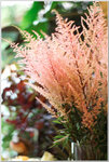 DSCF1099a