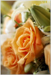 DSCF1114a