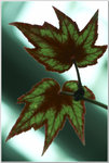 DSCF1119a