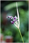 DSCF1126a