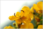 DSCF0874a