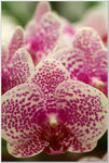 DSCF0886a