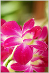 DSCF0888a