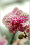 DSCF0898a