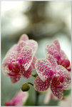 DSCF0899a