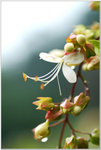 DSCF091a