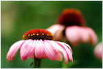 DSCF0934a