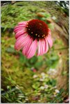 DSCF0936