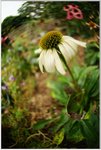 DSCF0939