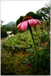 DSCF0941a