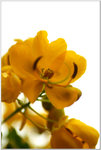DSCF0953a