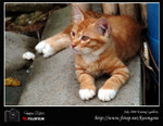 cat12