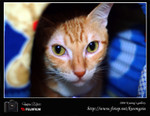 mau
