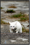 DSCF1517a