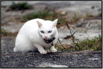 DSCF1519