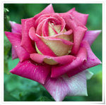 DSCF1344