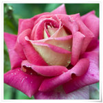 DSCF1346