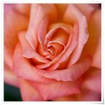 DSCF1348
