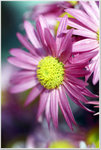 DSCF1380