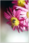 DSCF1381