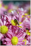 DSCF1382