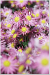 DSCF1383