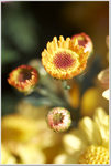 DSCF1403