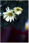 DSCF1427