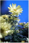 DSCF1428