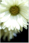 DSCF1432