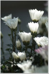 DSCF1455