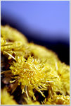 DSCF1462