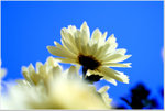 DSCF1468