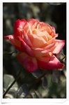 DSCF1150