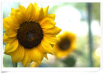 �ƻs -DSCF1323