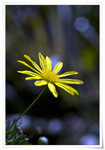DSCF1351