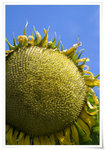 DSCF1365