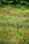 DSC_1625 copy