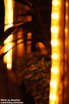 DSC_8220 copy
