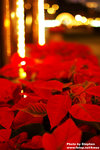 DSC_8234 copy